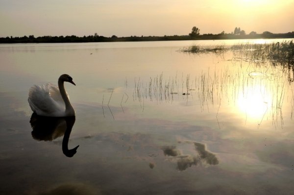 Інь та Янь Озеро Бабинець, Волинська обл., червень 2012 Автор Тарас Остренко