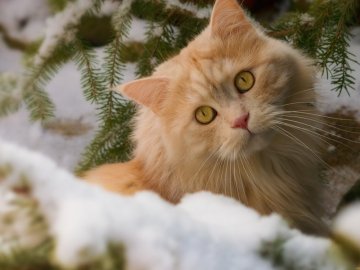 Погода у Луцьку на понеділок, 22 січня