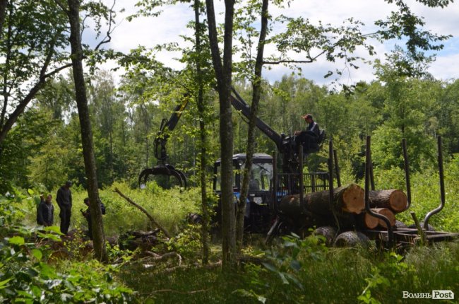 Цуманська пуща