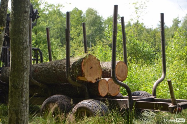 Цуманська пуща