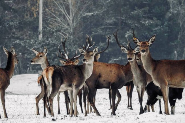 Куди поїхати поблизу Луцька взимку: 11 ідей для любителів подорожувати