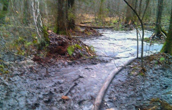 У Маневицьких лісах знову спіймали копачів бурштину