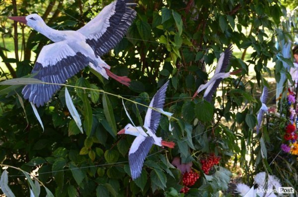 Свято квітів у Луцьку. ФОТО