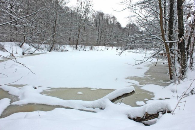 Зимовий день у лісі на Волині. ФОТО