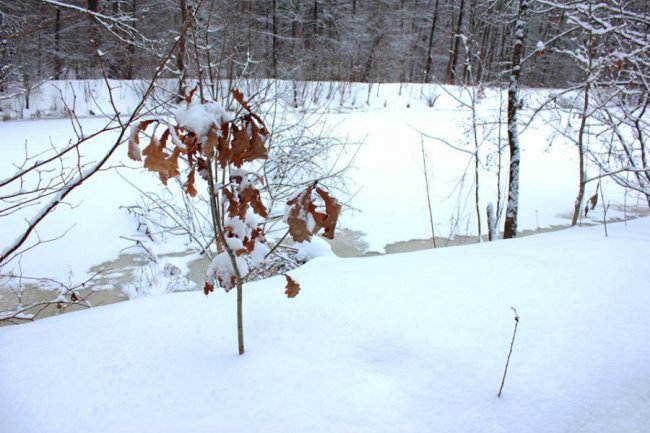 Зимовий день у лісі на Волині. ФОТО