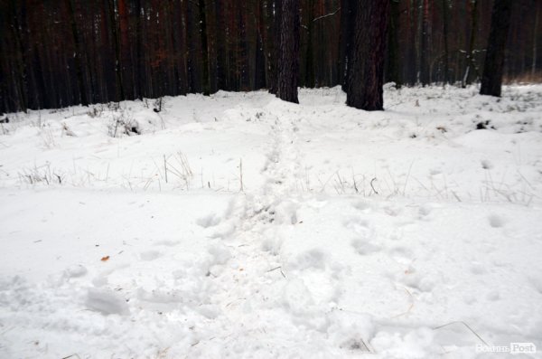 Як у «Цуманській пущі» рахували зубрів 