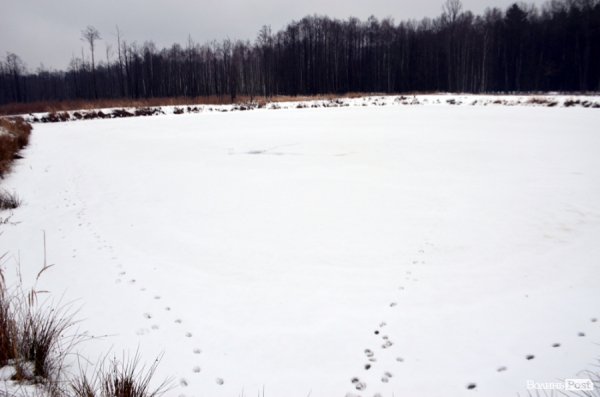 Як у «Цуманській пущі» рахували зубрів 