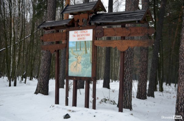 Як у «Цуманській пущі» рахували зубрів 