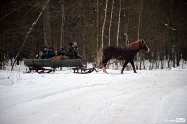 Як у «Цуманській пущі» рахували зубрів 