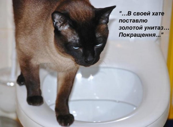 Бабуся і кіт: фотожабоманія триває. ФОТО