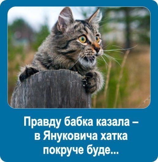 Бабуся і кіт: фотожабоманія триває. ФОТО