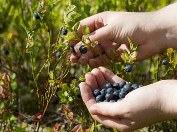 У громаді на Волині просять дозволити ходити до лісу для заготівлі ягід та грибів