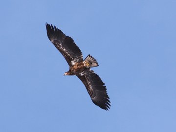 Червонокнижний птах позував для волинського фотографа