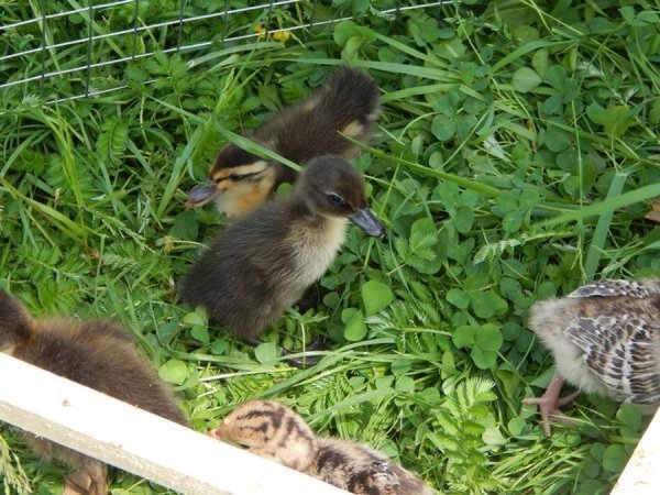 «Діти» луцького зоопарку. ФОТО