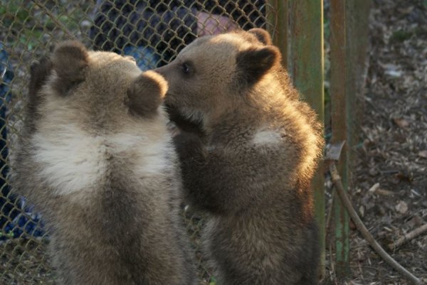 «Діти» луцького зоопарку. ФОТО