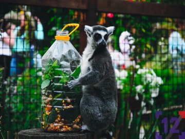 Плетіння вінків та показове годування тварин: як минула ніч у луцькому зоопарку. ФОТО