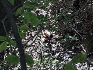 У Володимирі в річку скидають нечистоти. ФОТО