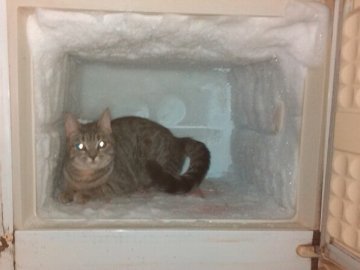 На Волині злодій спорожнив чужу морозилку і зачинив там кота власників будинку