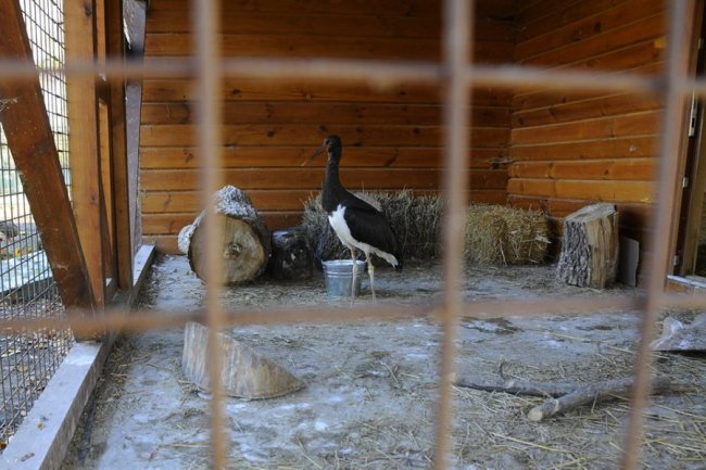 У Луцькому зоопарку – червонокнижне поповнення. ФОТО