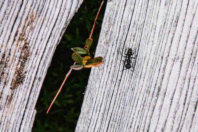 Луцька фотографка показала красу загадкового Черемського болота 
