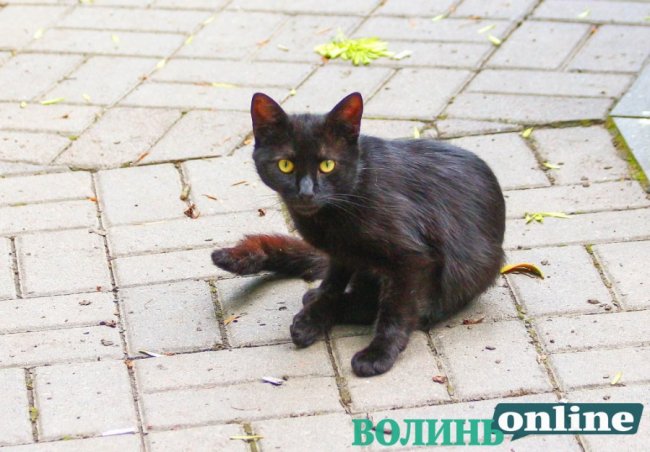 Коти на луцьких вулицях. ФОТО
