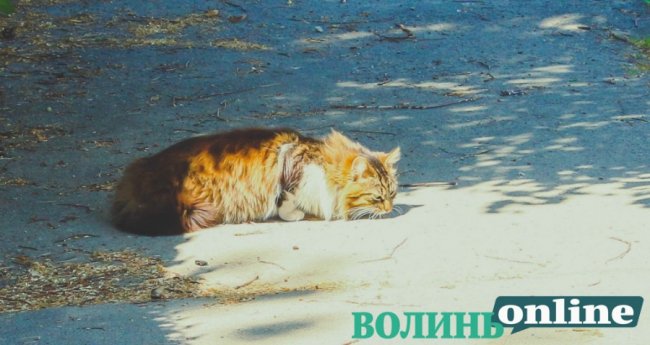 Коти на луцьких вулицях. ФОТО