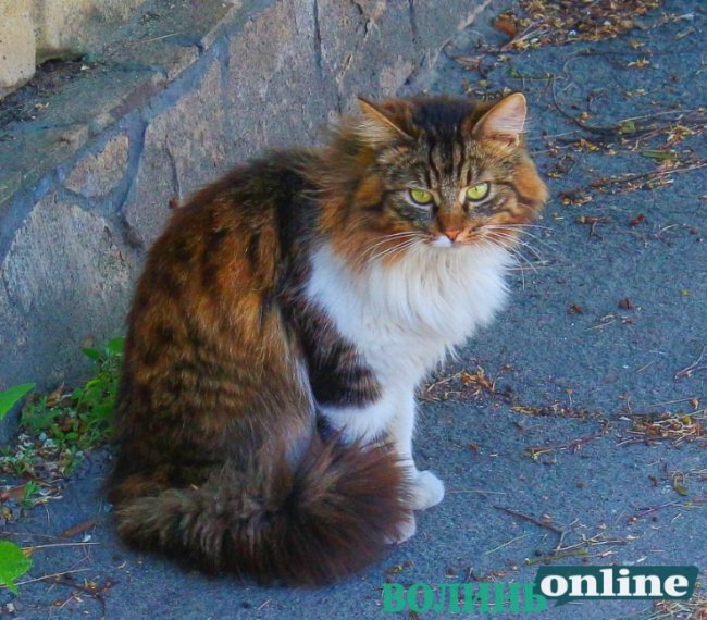 Коти на луцьких вулицях. ФОТО
