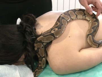 Волинянин робить екзотичний масаж за допомогою королівського пітона. ВІДЕО