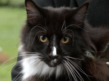 Роздали кілька тонн корму: як у Луцьку допомагають переселенцям з тваринами. ФОТО. ВІДЕО