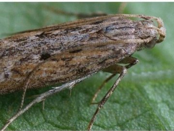 За два тижні може зіпсувати ціле сховище картоплі: волинян попереджають про шкідника