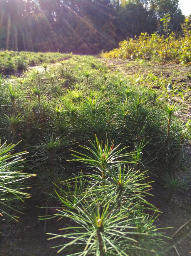 У Ковельському лісгоспі виростили мільйон сіянців. ФОТО