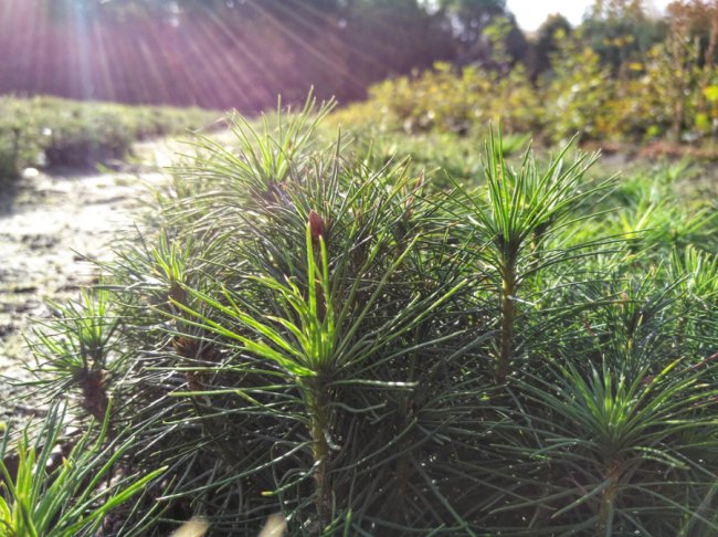 У Ковельському лісгоспі виростили мільйон сіянців. ФОТО