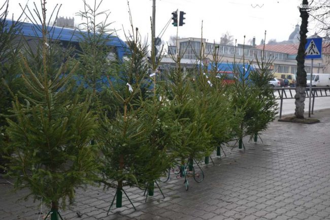 Скільки коштують живі ялинки та сосни на Старому ринку