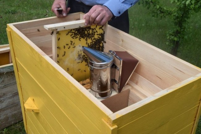 Волинські лісівники працюють над розвитком медової справи. ФОТО