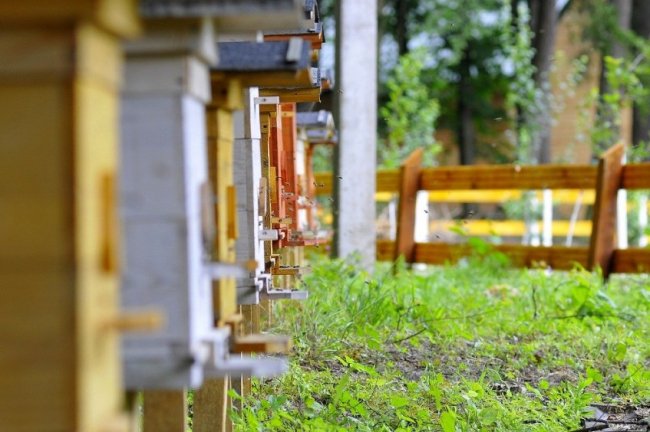 Волинські лісівники працюють над розвитком медової справи. ФОТО