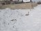 У районі на Волині врятували лебедя, який замерз і не міг самостійно злетіти