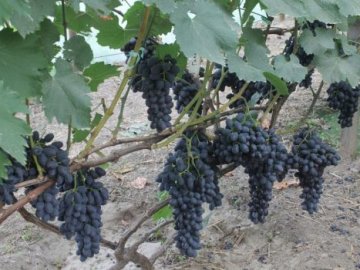 На Волині фермер вирощує 57 сортів винограду. ФОТО