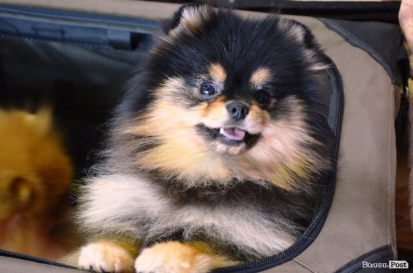 У Луцьку ‒ виставка собак. ФОТО