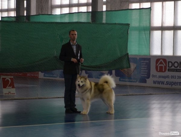 У Луцьку ‒ виставка собак. ФОТО