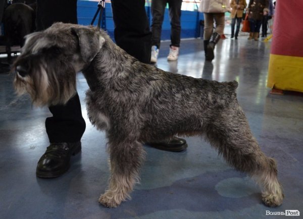 У Луцьку ‒ виставка собак. ФОТО