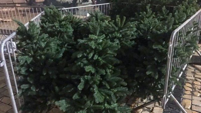 У Києві почали збирати головну ялинку країни. ФОТО