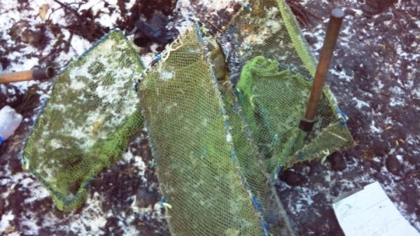 На Волині виявили копанки незаконного видобування бурштину. ФОТО