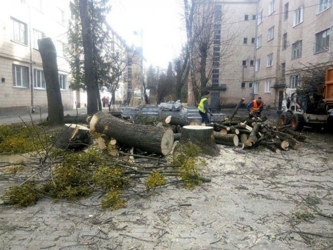 У Луцьку на Шопена самовільно поспилювали дерева. ФОТО