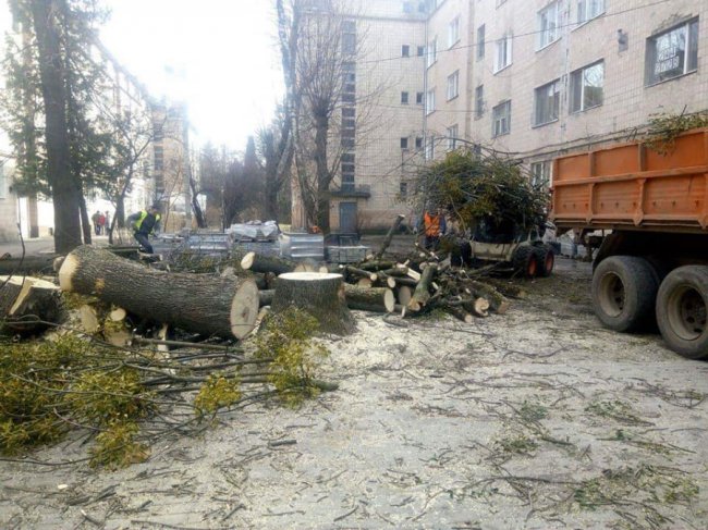 У Луцьку на Шопена самовільно поспилювали дерева. ФОТО