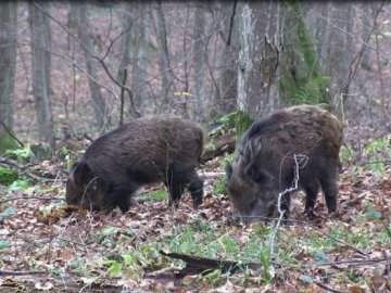 На Волині відстрілюватимуть диких свиней