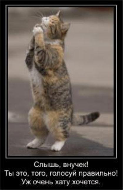 Бабуся і кіт: фотожабоманія триває. ФОТО