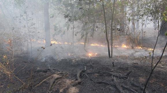 Київ у їдкому диму: горить ліс. ФОТО