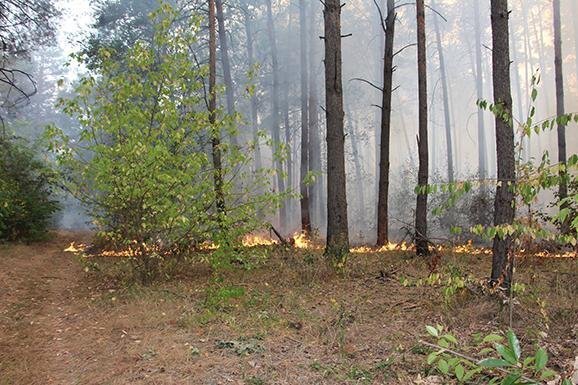 Київ у їдкому диму: горить ліс. ФОТО