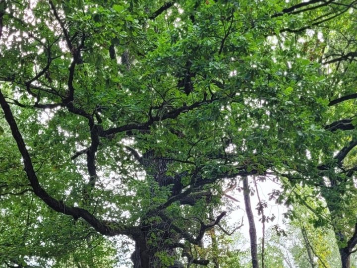 На Волині знайшли унікальне дерево, яке зазвичай росте в Карпатах