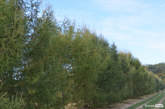 Волинські лісівники прогнозують люту зиму